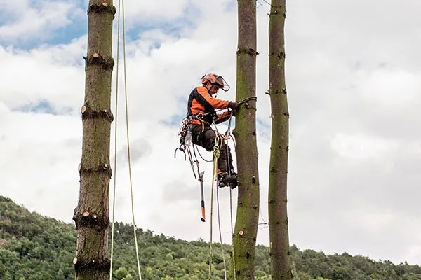 Arborist in full safety harness and hard hat climbing and cutting a large tree