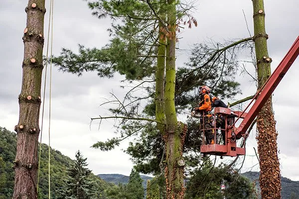 Tree Removal