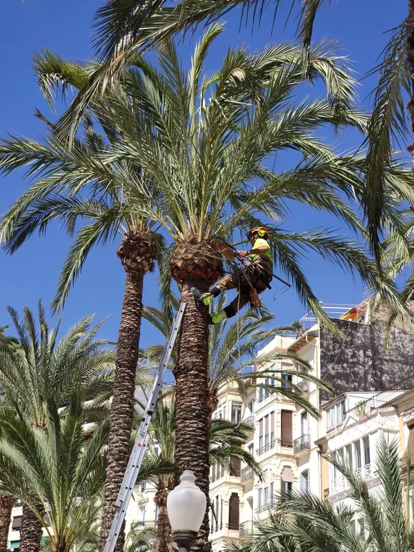 Worker pruning a tall palm tree among urban buildings — professional palm tree trimming service