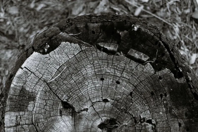 Close-up of a weathered tree stump showing annual growth rings and cracked bark texture after felling