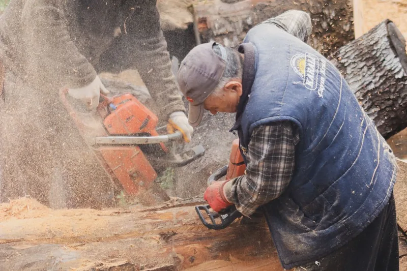 Two workers using chainsaws to cut a large felled log with sawdust in the air — tree surgery in progress
