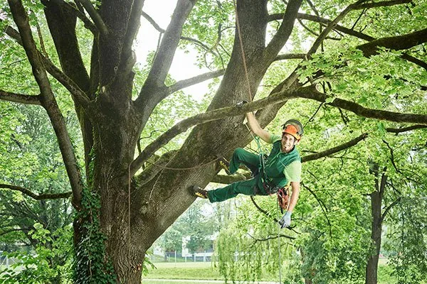 Arborist suspended by rope performing aerial tree cutting high in the canopy